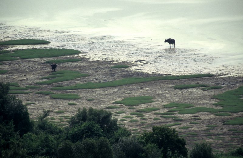 BOVID - CAPE BUFFALO-UGANDA.jpg