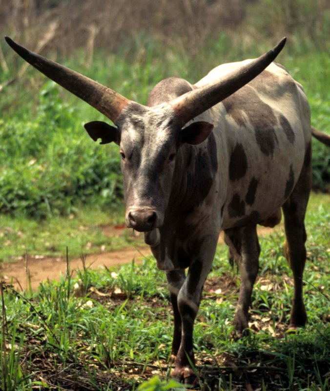 BOVID - COW.jpg