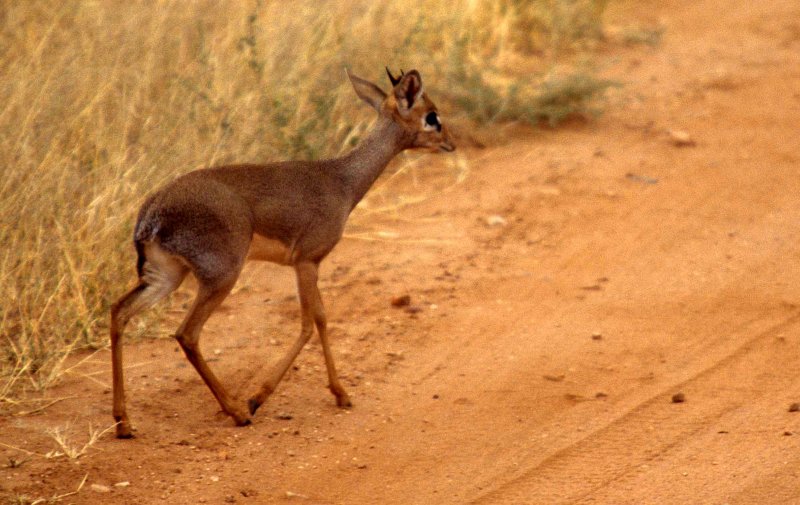 BOVID - DIK DIK - KIRKS - SERENGETI (2).jpg