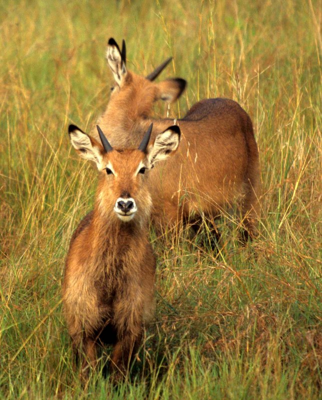 BOVID - WATERBUCK - DEFASSA - UGANDA (2).jpg