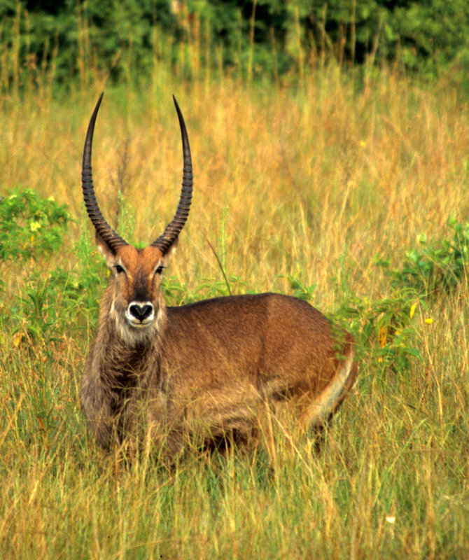 BOVID - WATERBUCK - DEFASSA - UGANDA (24).jpg