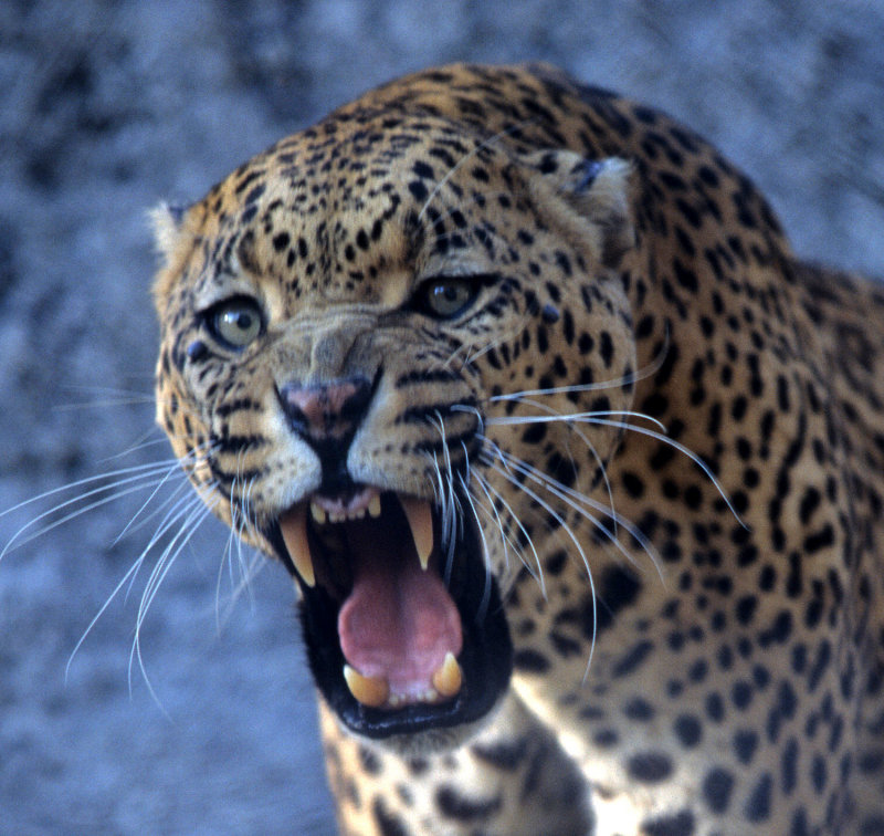 FELID - LEOPARD - ZIMBABWE (13).jpg