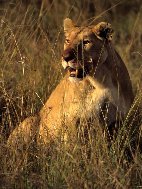 FELID - LION - SERENGETI (18).jpg