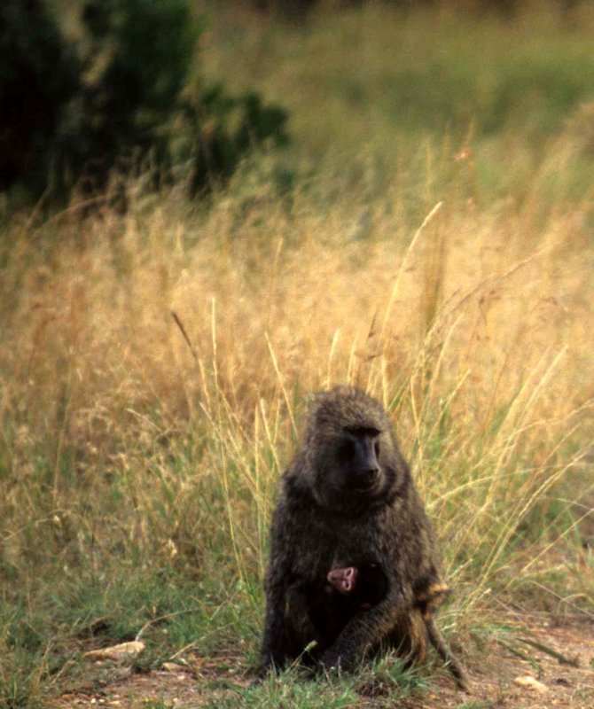 PRIMATE - BABOON-OLIVE - SERENGETI 3A.jpg