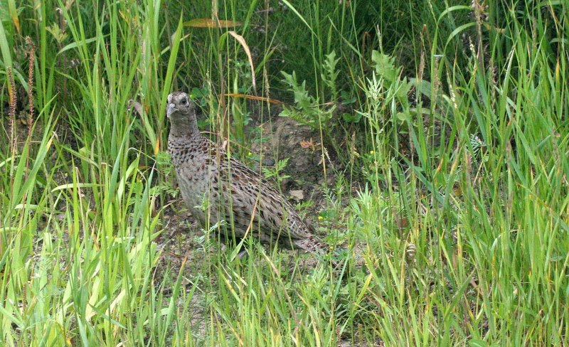 BIRD - PHEASANT - RING-NECKED PHEASANT - FEMALE - PRIMORYE RUSSIA - LAZOVSKY (5).jpg