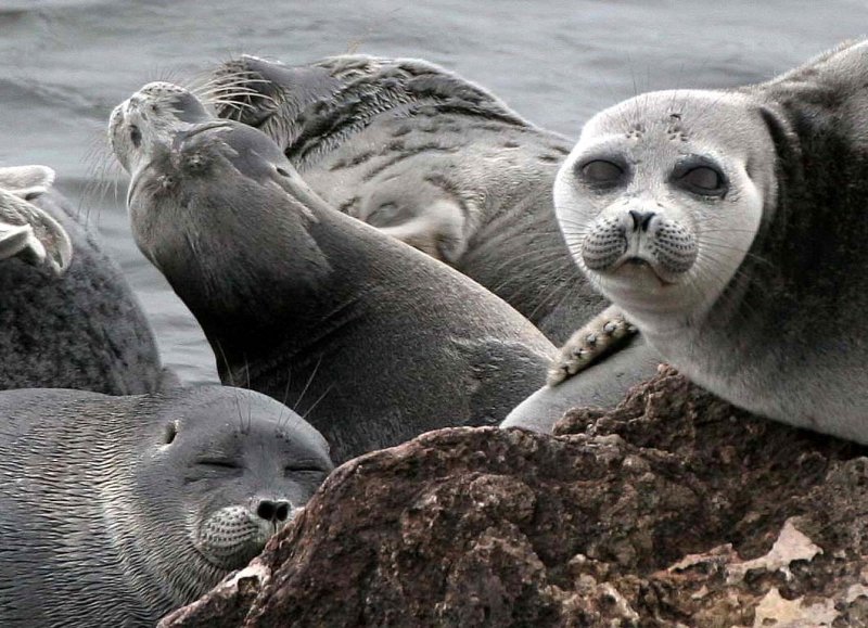 PINNIPED - SEAL - BAIKAL SEAL - NERPA - LAKE BAIKAL RUSSIA - NEAR USHKANY ISLANDS (74).jpg