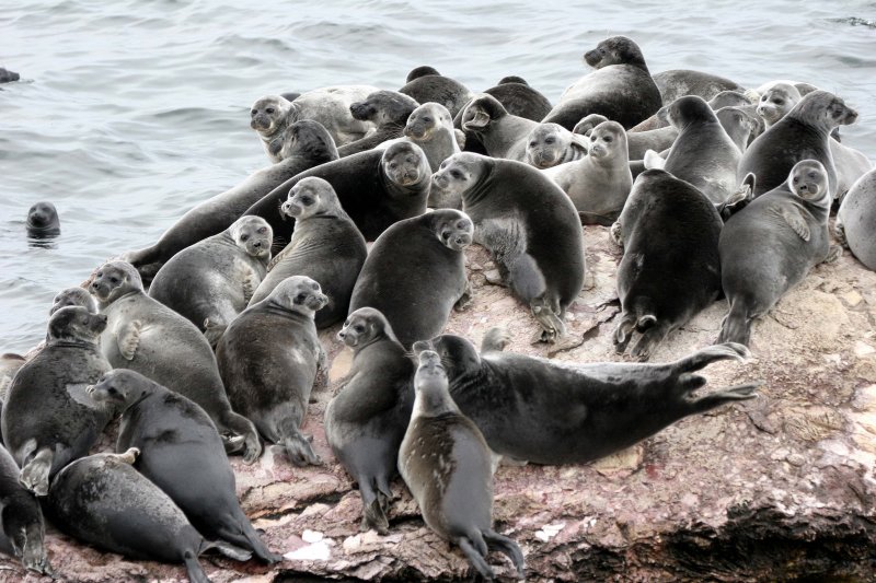 PINNIPED - SEAL - BAIKAL SEAL - NERPA - LAKE BAIKAL RUSSIA - NEAR USHKANY ISLANDS (80).jpg