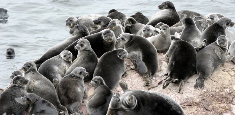 PINNIPED - SEAL - BAIKAL SEAL - NERPA - LAKE BAIKAL RUSSIA - NEAR USHKANY ISLANDS (81).jpg