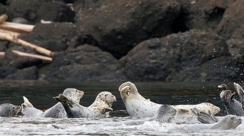 PINNIPED - SEAL - LARGHA SEALS - PHOCA LARGA - MONERON ISLAND RUSSIA (16).jpg