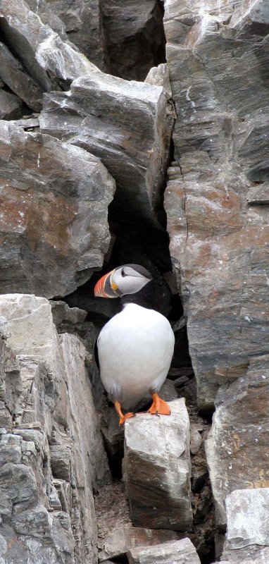 BIRD - PUFFIN - ATLANTID PUFFIN - SVALBARD (56).jpg