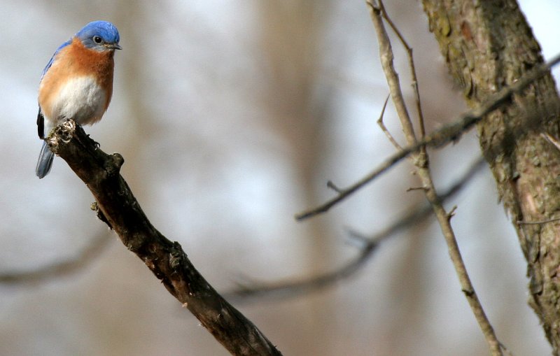 BIRD - BLUEBIRD - EASTERN BLUE BIRD - LINCOLN MARSH ILL (17).JPG