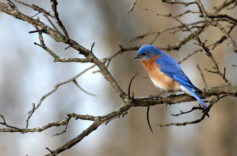 BIRD - BLUEBIRD - EASTERN BLUE BIRD - LINCOLN MARSH ILL (40).JPG