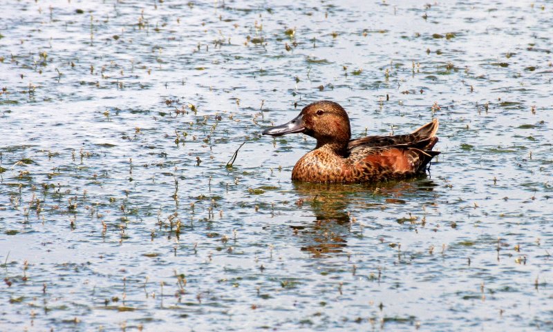 BIRD - DUCK - TEAL - CINNAMON TEAL FEMALE - RIDGEFIELD NWR WA (12).JPG