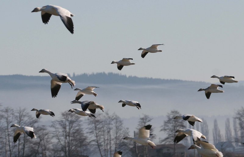 BIRD - GOOSE - SNOW GEESE IN SKAGIT VALLEY - MOUNT VERNON WASHINGTON AREA (3).jpg