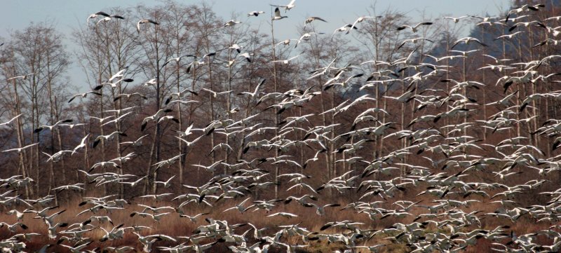 BIRD - GOOSE - SNOW GEESE IN SKAGIT VALLEY - MOUNT VERNON WASHINGTON AREA (59).jpg