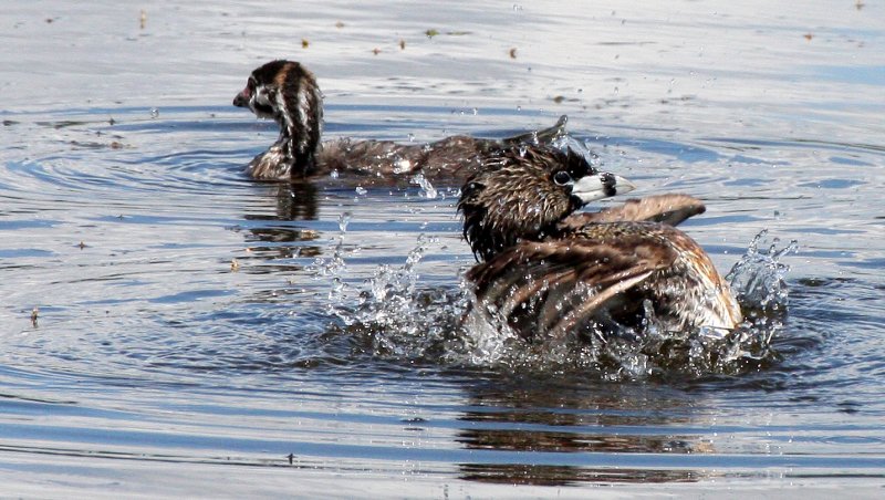 BIRD - GREBE - PIED-BILLED GREBE - RIDGEFIELD NWR WA (47).jpg