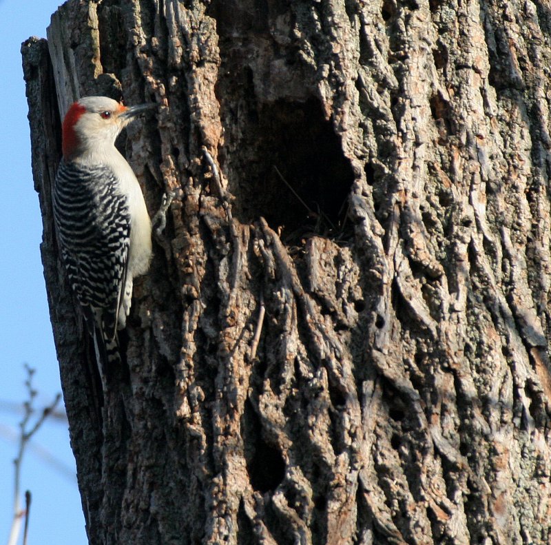 BIRD - WOODPECKER - RED-BELLIED WOODPECKER - MCDOWELL GROVE RESERVE ILLINOIS.JPG