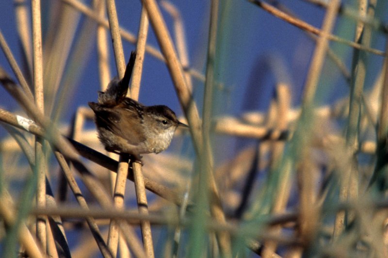 BIRD - WREN - MARSH - SACRAMENTO DELTA.jpg