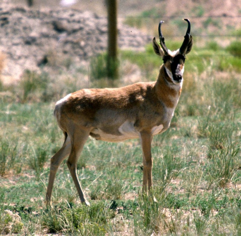 BOVID -  PRONGHORN ANTELOPE - GREAT BASIN K.jpg