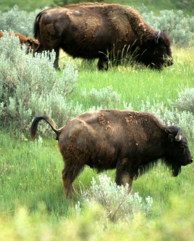 BOVID - AMERICAN BISON - YELLOWSTONE IR.jpg