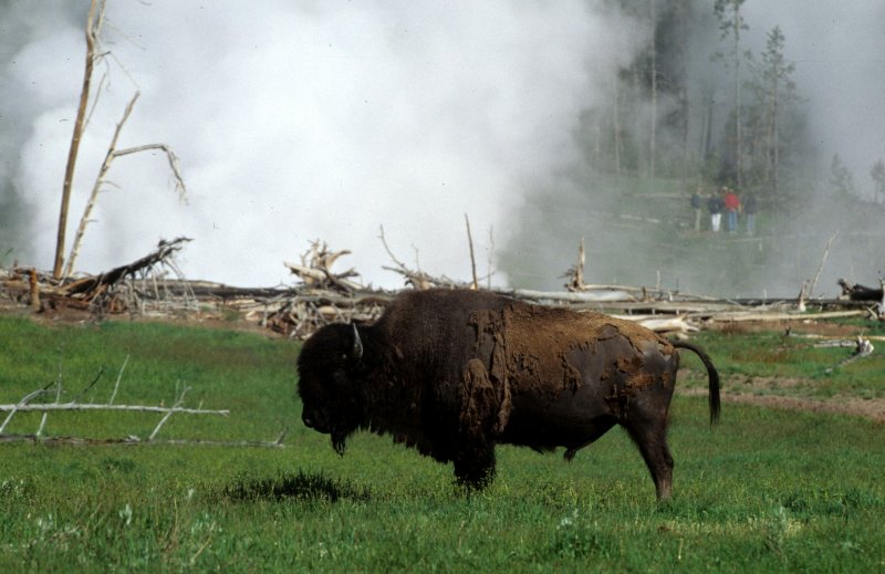 BOVID - AMERICAN BISON - YELLOWSTONE Q.jpg