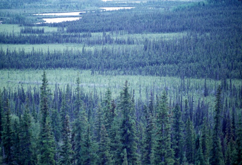 ALASKA - TETSLIN NWR - TAIGA.jpg