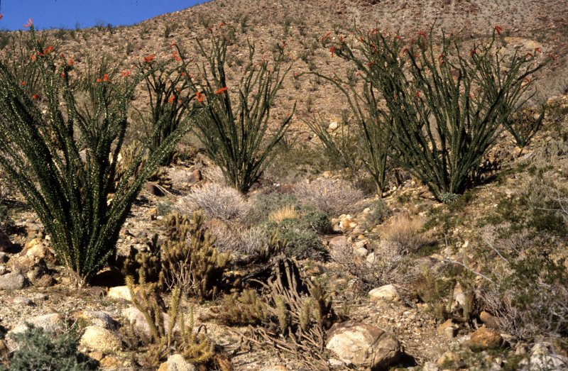 ANZA BORREGO - FOUQUIREACEAE - FOUQUIERIA SPENDENS - OCOTILLO - COMMUNITY.jpg