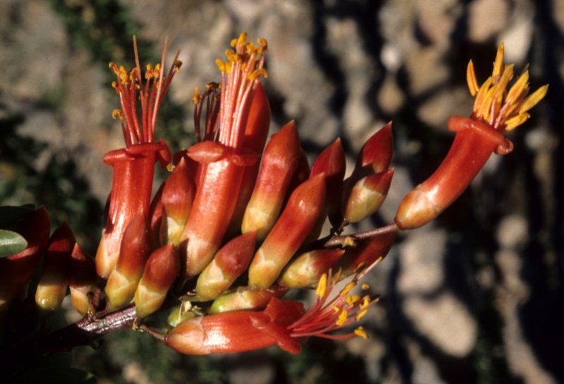 ANZA BORREGO - FOUQUIREACEAE - FOUQUIERIA SPENDENS - OCOTILLO - FLOWER.jpg