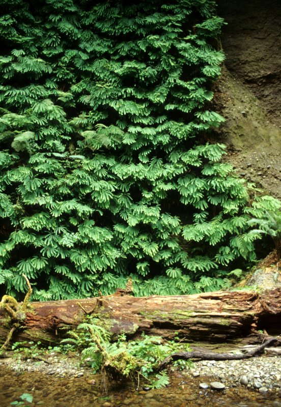 CALIFORNIA - REDWOODS NP - FERN CANYON - MAIDENHAIR FERNS (3).jpg