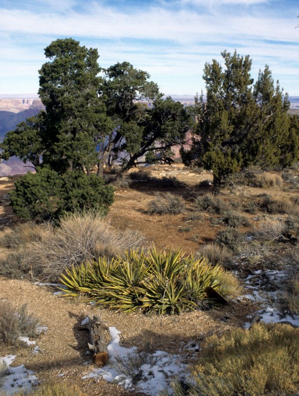 ARIZONA - GRAND CANYON - SOUTH RIM VIEW - YUCCA ANGUSTISSIMA - DAGGER YUCCA.jpg