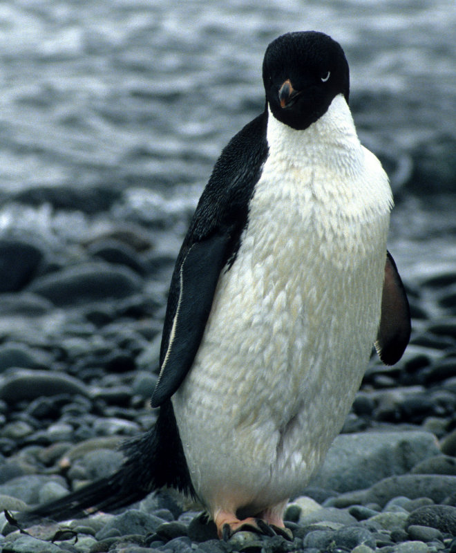 BIRD - PENGUIN - ADELIE - ARCTOWSKI ANTARCTICA (5).jpg