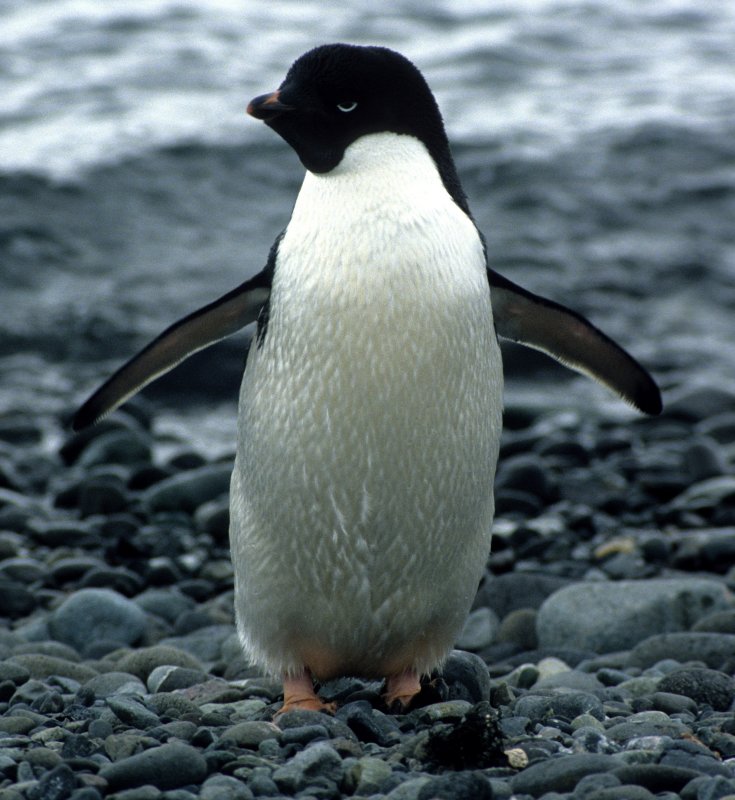 BIRD - PENGUIN - ADELIES IN ANTARCTICA.jpg