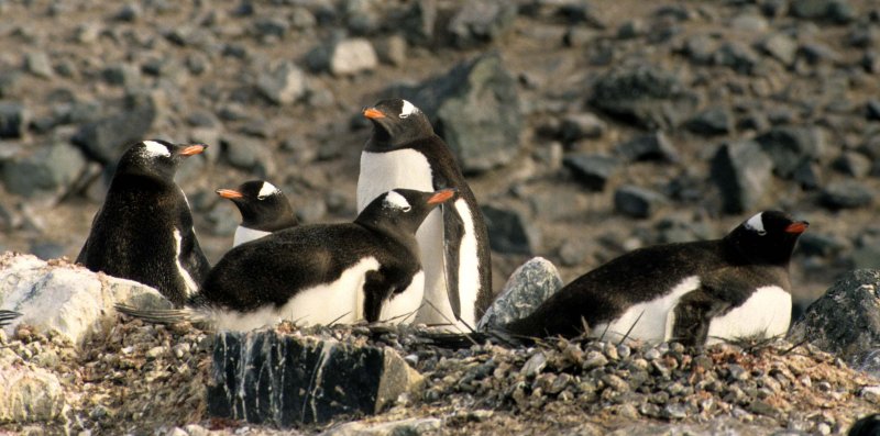 BIRD - PENGUIN - GENTOO ROOKERIES (27).jpg