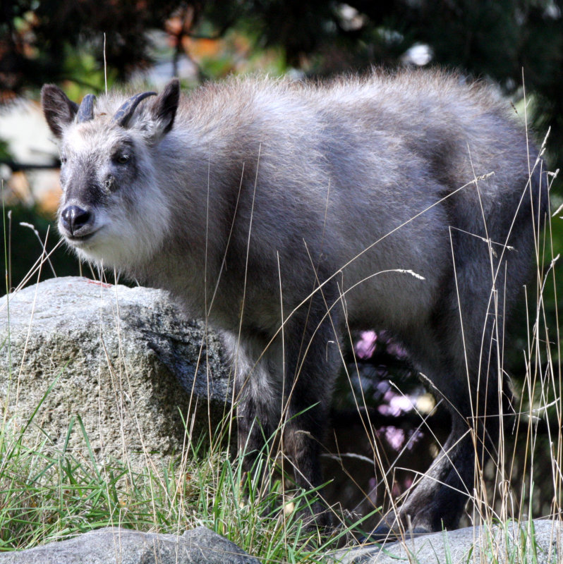 BOVID - SEROW - JAPANESE SEROW .JPG