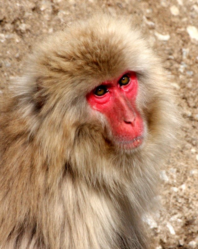 PRIMATE - MACAQUE - JAPANESE MACAQUE OR SNOW MONKEY - MACACA FUSCATA - SHIMOKITA PENINSULA JAPAN (10).JPG