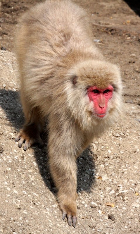 PRIMATE - MACAQUE - JAPANESE MACAQUE OR SNOW MONKEY - MACACA FUSCATA - SHIMOKITA PENINSULA JAPAN (16).JPG