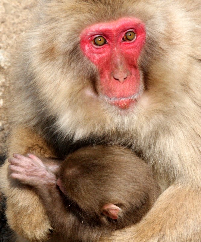 PRIMATE - MACAQUE - JAPANESE MACAQUE OR SNOW MONKEY - MACACA FUSCATA - SHIMOKITA PENINSULA JAPAN (20).JPG