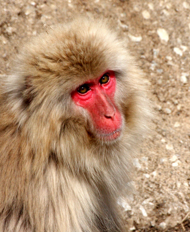 PRIMATE - MACAQUE - JAPANESE MACAQUE OR SNOW MONKEY - MACACA FUSCATA - SHIMOKITA PENINSULA JAPAN (8).JPG