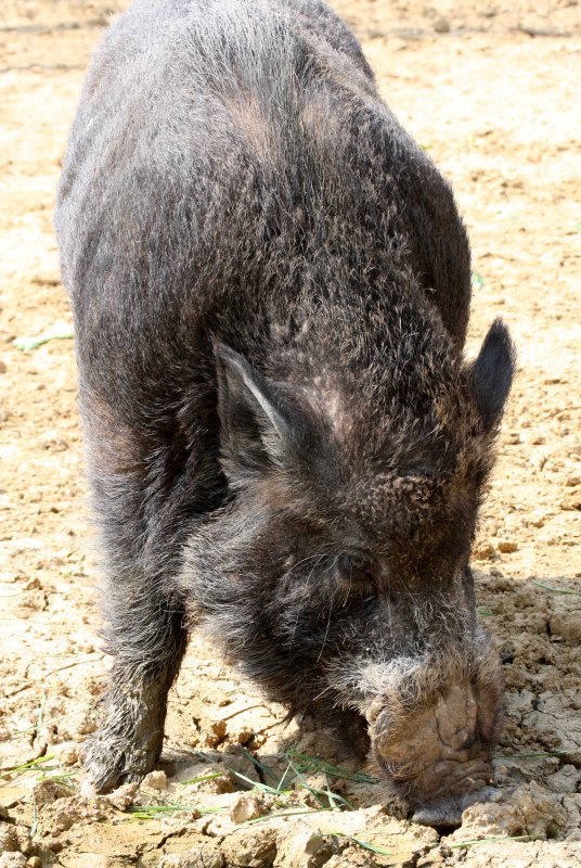 SUIDAE - BOAR - WILD BOAR - INUSHISHI - SUS SCROFA - SHIMOKITA PENINSULA JAPAN (11).JPG