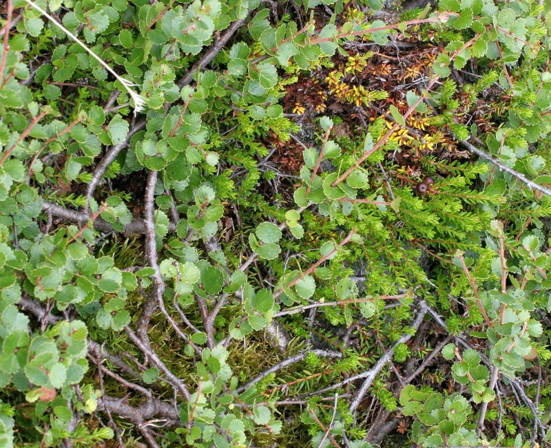 DWARF BIRCH - NORTHERN NORWAY