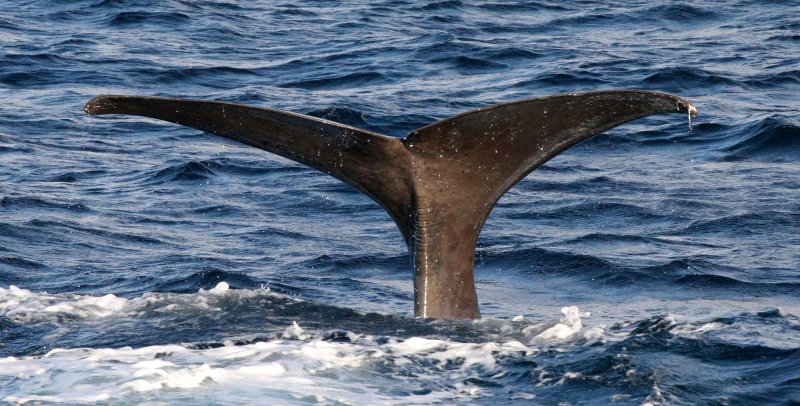 CETACEAN - WHALE - SPERM WHALE OFF COAST OF TROMSO NORWAY (169).jpg
