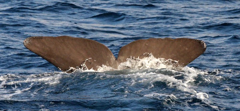 CETACEAN - WHALE - SPERM WHALE OFF COAST OF TROMSO NORWAY (172).jpg