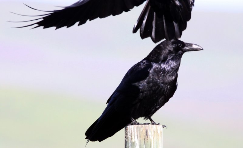 BIRD - RAVEN - COMMON RAVEN - CARRIZO PLAIN NATIONAL MONUMENT (2).JPG