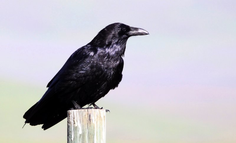 BIRD - RAVEN - COMMON RAVEN - CARRIZO PLAIN NATIONAL MONUMENT (3).JPG