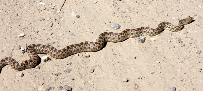 REPTILE - SNAKE - SPECIES UNKNOWN - CARRIZO PLAIN NATIONAL MONUMENT CALIFORNIA (3).JPG
