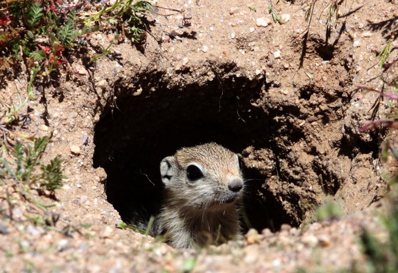 RODENT - SQUIRREL - SAN JOAQUIN ANTELOPE SQUIRREL - NELSONS ANTELOPE SQUIRREL - CARRIZO PLAIN NATIONAL MONUMENT (3).JPG