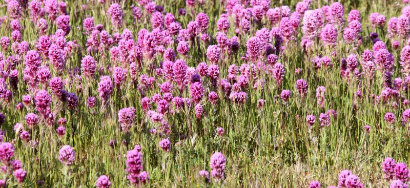 SCROPHULARIACEAE - CASTILLEJA EXSERTA - PURPLE OWLS CLOVER - CARRIZO PLAIN NATIONAL MONUMENT (6).JPG