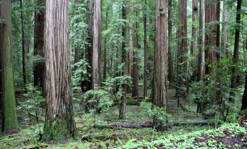 AVENUE OF THE GIANTS - HUMBOLDT REDWOODS STATE PARK CAL - ALBEE CREEK CAMPGROUNDS AREA (7).JPG