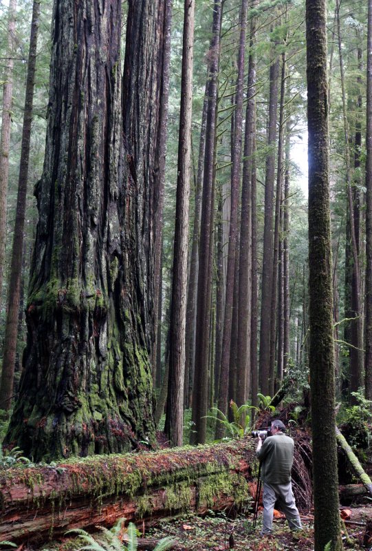JEDEDIAH SMITH STATE PARK CALIFORNIA - REDWOODS FORESTS VIEWS - ROADTRIP 2010 (9).JPG