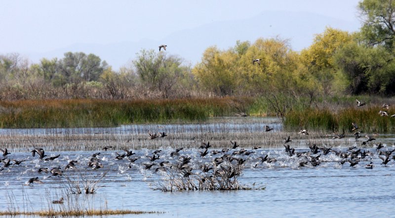 BIRD - AMERICAN COOT - KERN NATIONAL WILDLIFE REFUGE CALIFORNIA (4).JPG